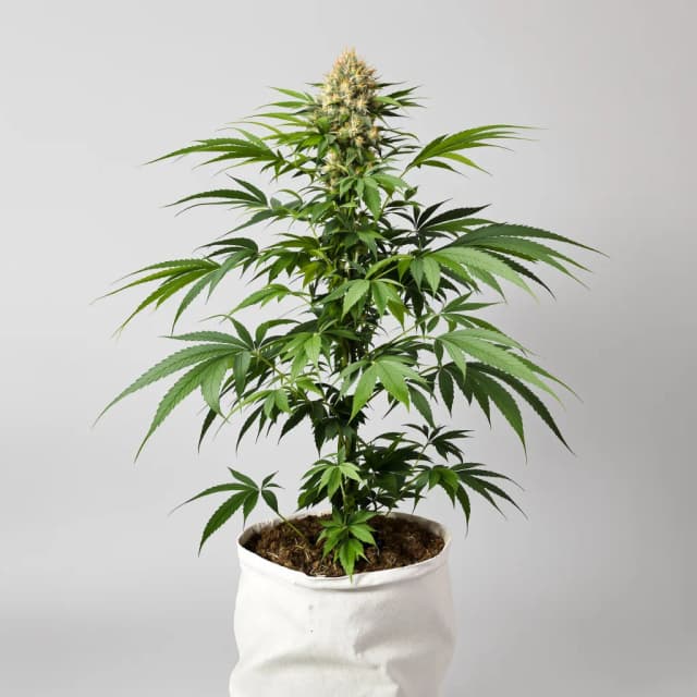 Emballage de graines de cannabis Appleberry — Royal King Seeds France