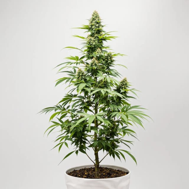 Emballage de graines de cannabis Area 51 — Royal King Seeds France