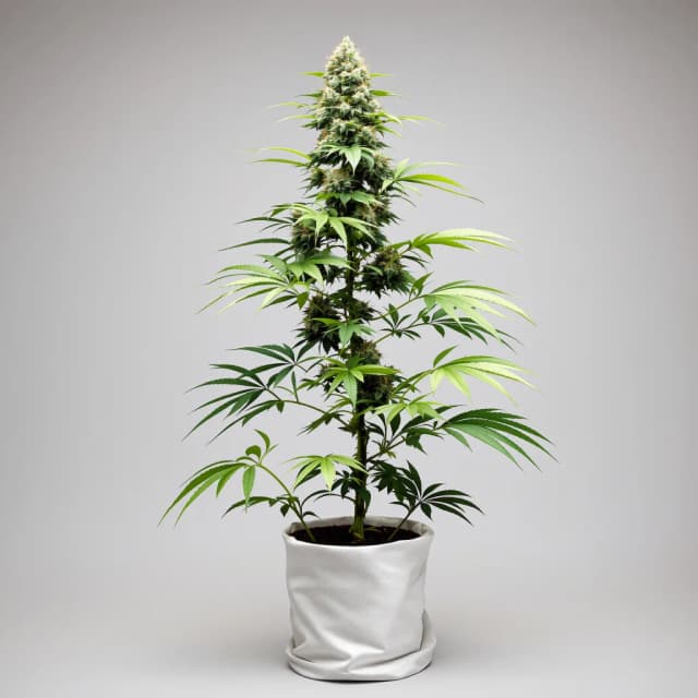 Emballage de graines de cannabis Atomic Northern Lights — Royal King Seeds France