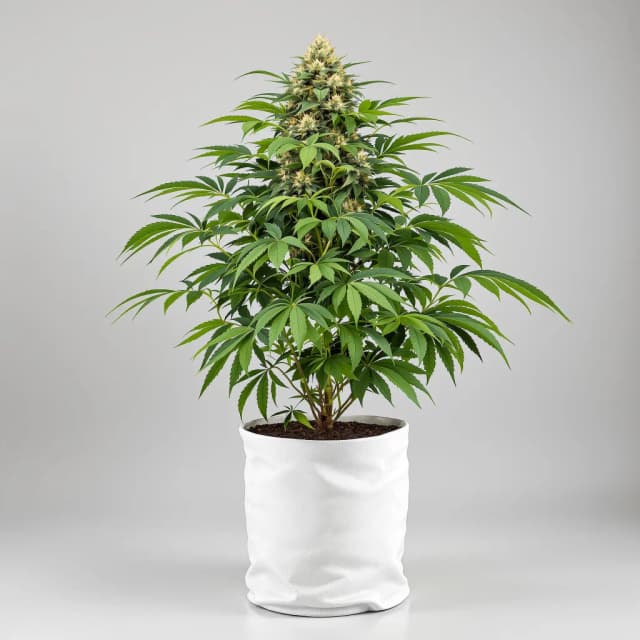 Emballage de graines de cannabis Ayahuasca Purple — Royal King Seeds France