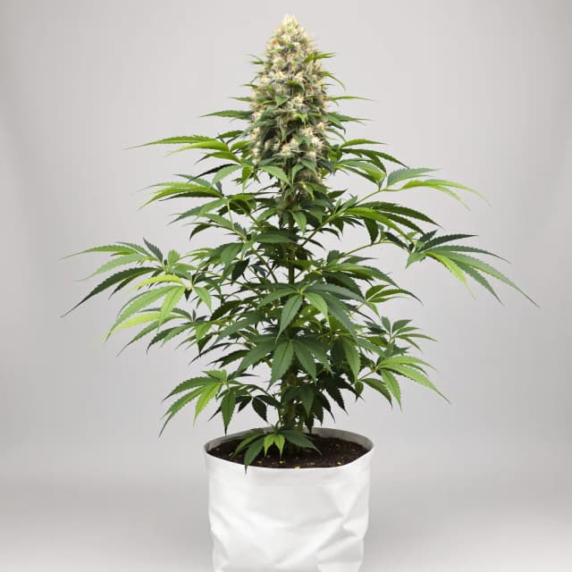 Emballage de graines de cannabis Badazz Cheese — Royal King Seeds France
