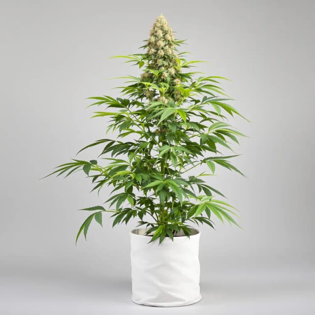 Emballage de graines de cannabis Baked Alaska — Royal King Seeds France