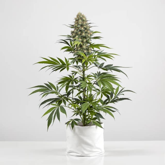 Emballage de graines de cannabis Bakerstreet — Royal King Seeds France