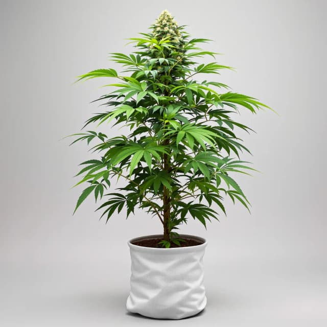 Emballage de graines de cannabis Banana Candy — Royal King Seeds France