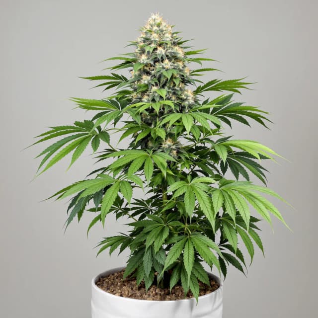 Emballage de graines de cannabis Banana Cream OG — Royal King Seeds France