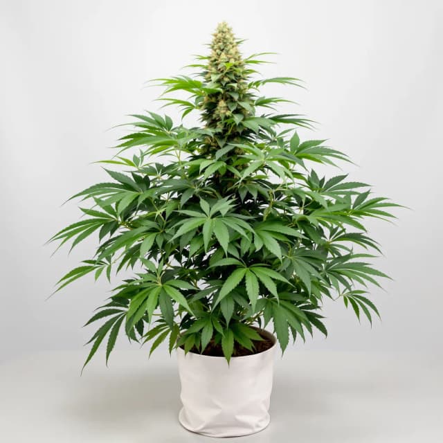 Emballage de graines de cannabis Banana Kush — Royal King Seeds France