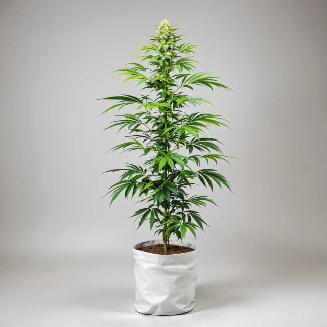 Emballage de graines de cannabis Bandana — Royal King Seeds France