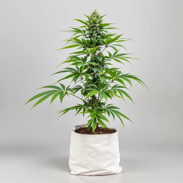 Emballage de graines de cannabis Batman OG — Royal King Seeds France