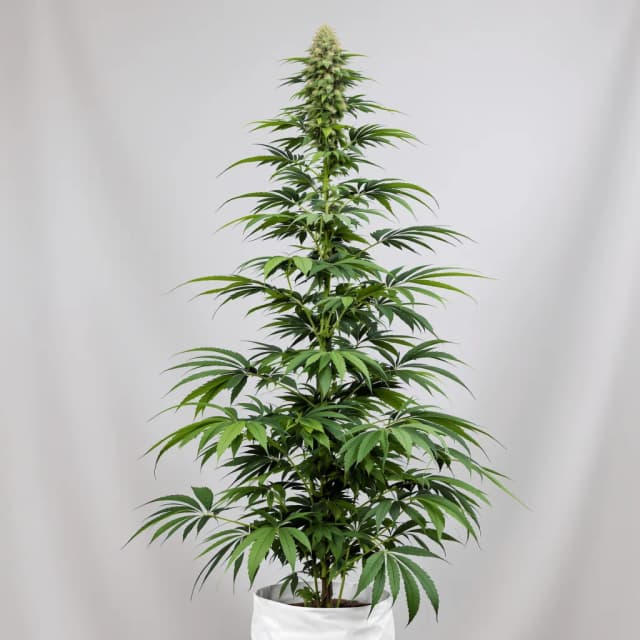 Emballage de graines de cannabis Bear Dance — Royal King Seeds France