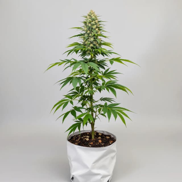 Emballage de graines de cannabis Berry Noir — Royal King Seeds France