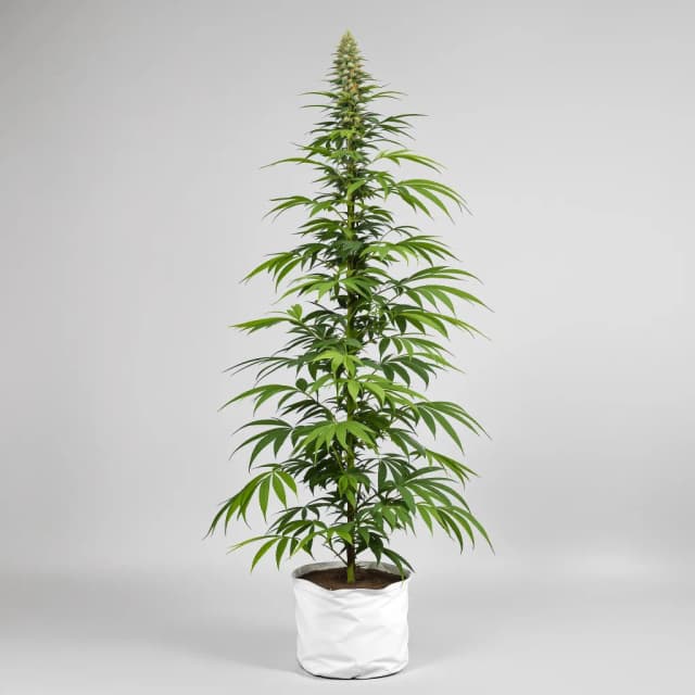 Emballage de graines de cannabis Bianca — Royal King Seeds France