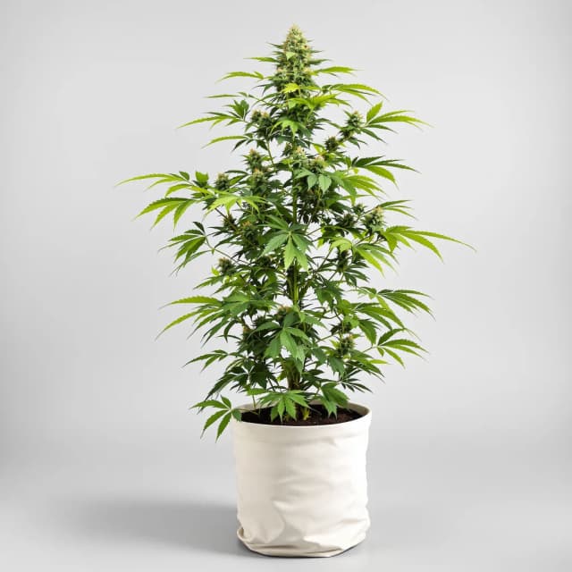 Emballage de graines de cannabis Biddy Early — Royal King Seeds France