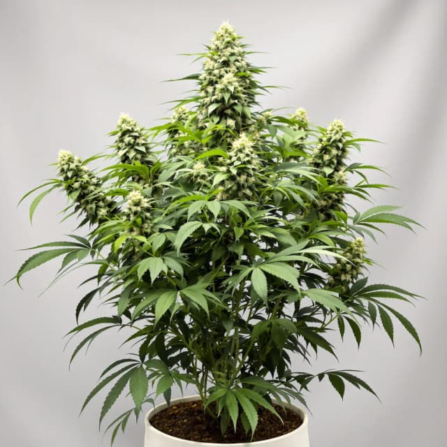 Emballage de graines de cannabis Big Buddha Cheese — Royal King Seeds France