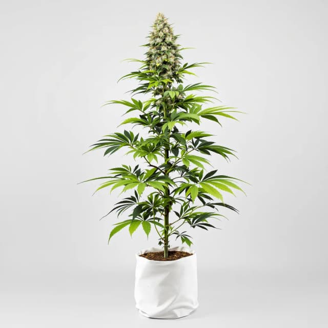 Emballage de graines de cannabis Big Devil — Royal King Seeds France