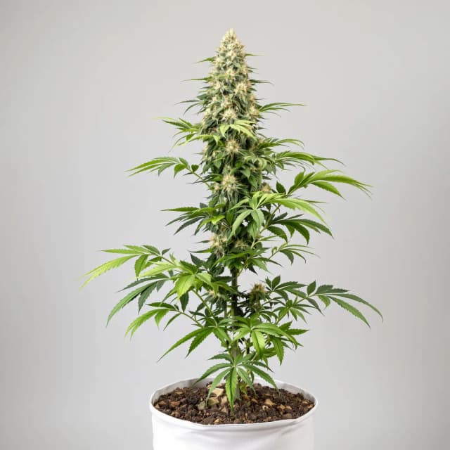 Emballage de graines de cannabis Big Kush — Royal King Seeds France