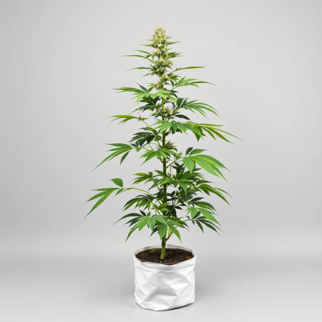 Emballage de graines de cannabis Big Smooth — Royal King Seeds France