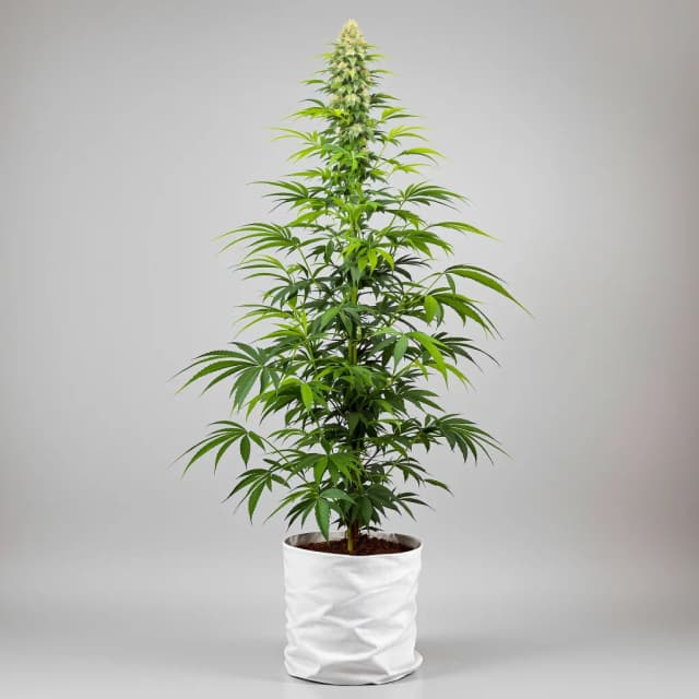 Emballage de graines de cannabis Big Sticky — Royal King Seeds France