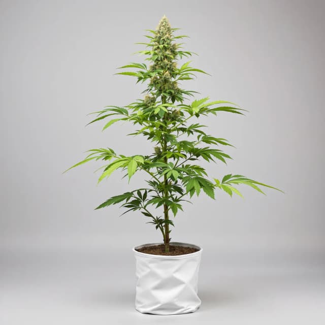 Emballage de graines de cannabis Biker Le Blanc — Royal King Seeds France