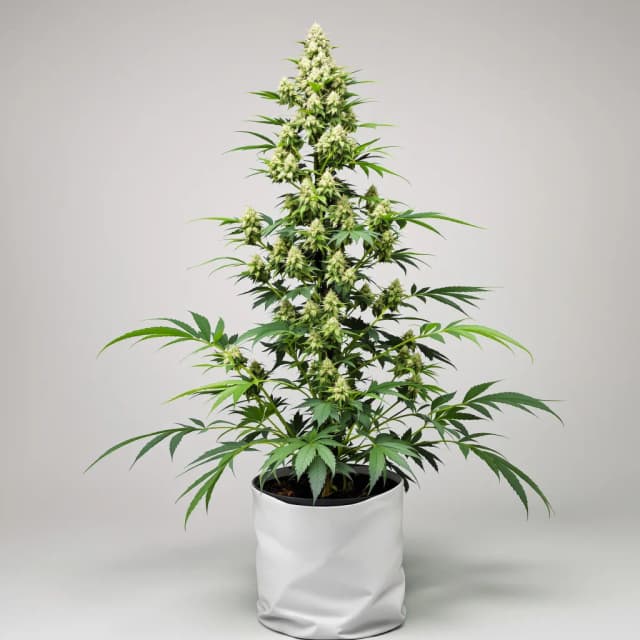 Emballage de graines de cannabis Bio Diesel — Royal King Seeds France
