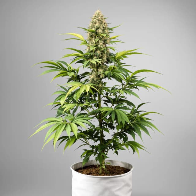 Emballage de graines de cannabis Birthday Cake Kush — Royal King Seeds France