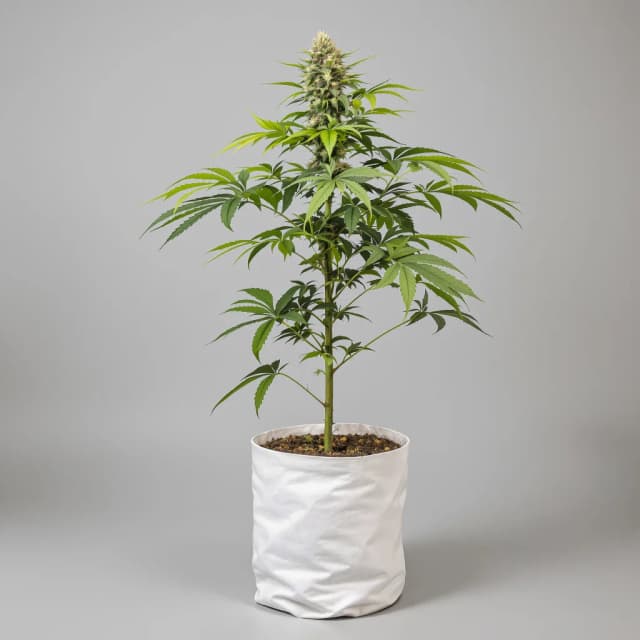 Emballage de graines de cannabis Biscotti — Royal King Seeds France