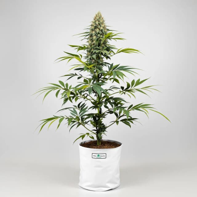 Emballage de graines de cannabis Black Betty — Royal King Seeds France