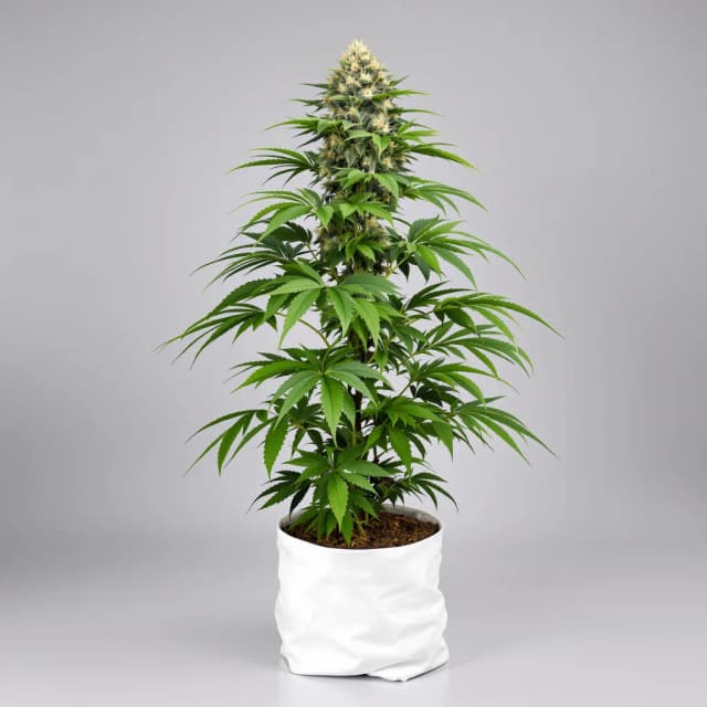 Emballage de graines de cannabis Black Bubba — Royal King Seeds France