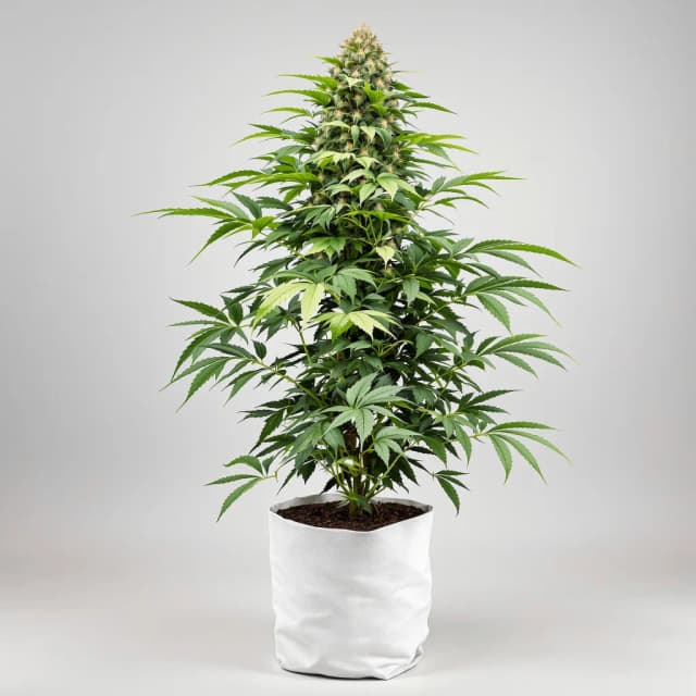 Emballage de graines de cannabis Black Cherry Punch — Royal King Seeds France