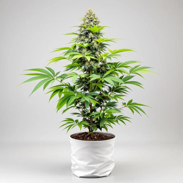 Emballage de graines de cannabis Black Demon OG — Royal King Seeds France