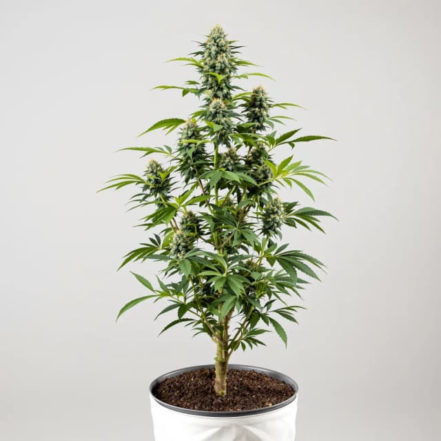 Emballage de graines de cannabis Black Diamond — Royal King Seeds France