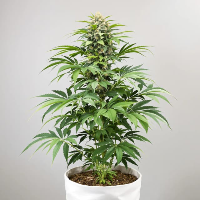 Emballage de graines de cannabis Black Domina — Royal King Seeds France