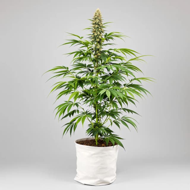 Emballage de graines de cannabis Black Jack — Royal King Seeds France