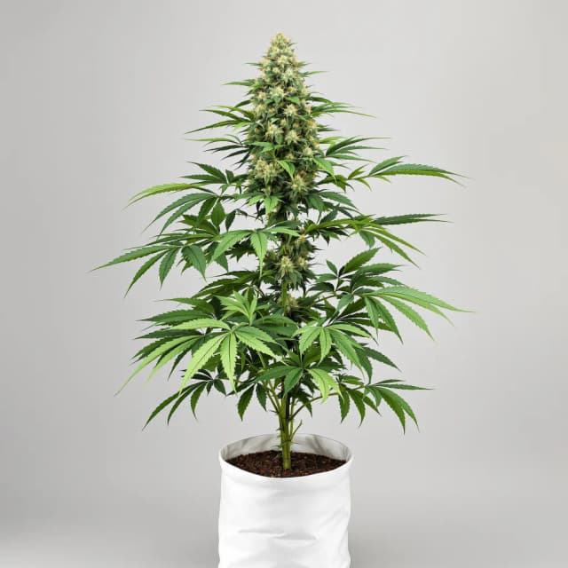 Emballage de graines de cannabis Black Mamba — Royal King Seeds France
