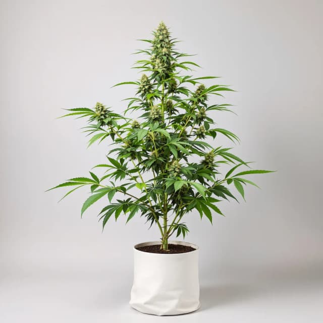 Emballage de graines de cannabis Black Russian — Royal King Seeds France