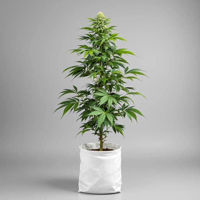 Emballage de graines de cannabis Black Tuna — Royal King Seeds France