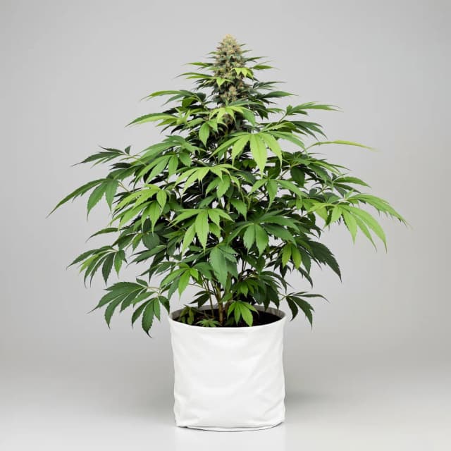 Emballage de graines de cannabis Black Widow — Royal King Seeds France