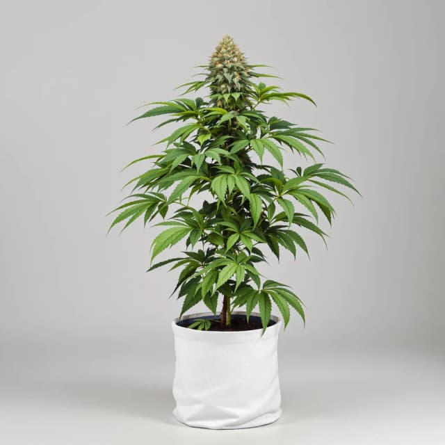Emballage de graines de cannabis Blackberry Hashplant — Royal King Seeds France