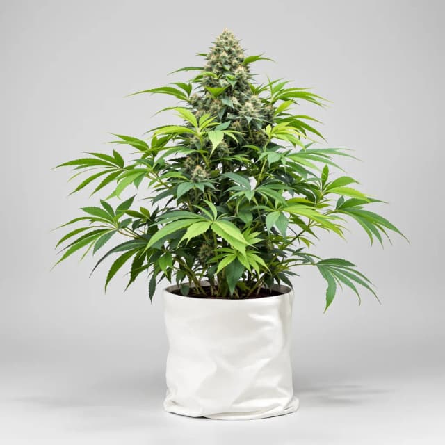 Emballage de graines de cannabis Blackberry Kush — Royal King Seeds France