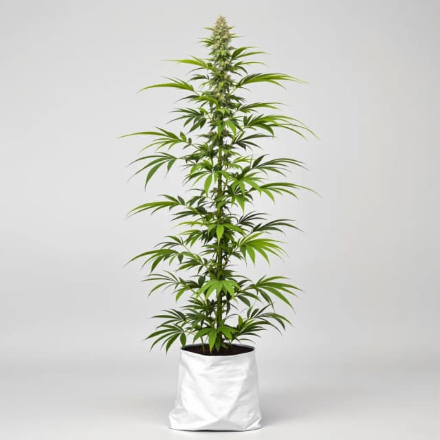 Emballage de graines de cannabis Blob OG — Royal King Seeds France