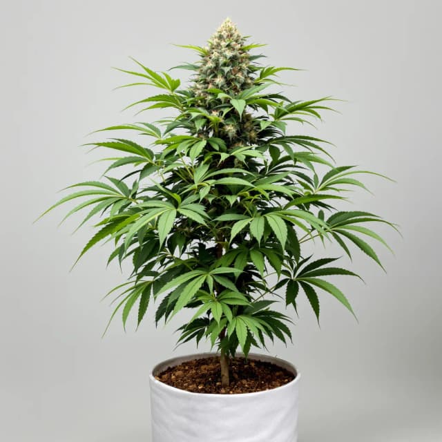 Emballage de graines de cannabis Bloos Kloos — Royal King Seeds France
