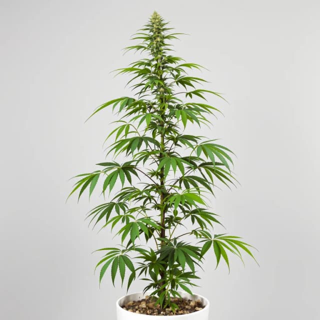 Emballage de graines de cannabis Blue Amnesia — Royal King Seeds France
