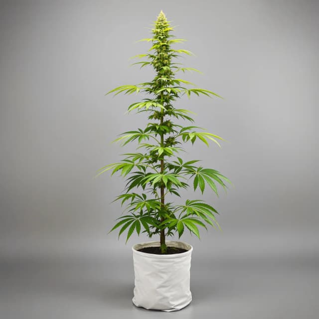 Emballage de graines de cannabis Blue Amnesia — Royal King Seeds France