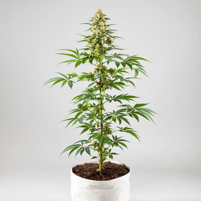 Emballage de graines de cannabis Blue Cheese — Royal King Seeds France