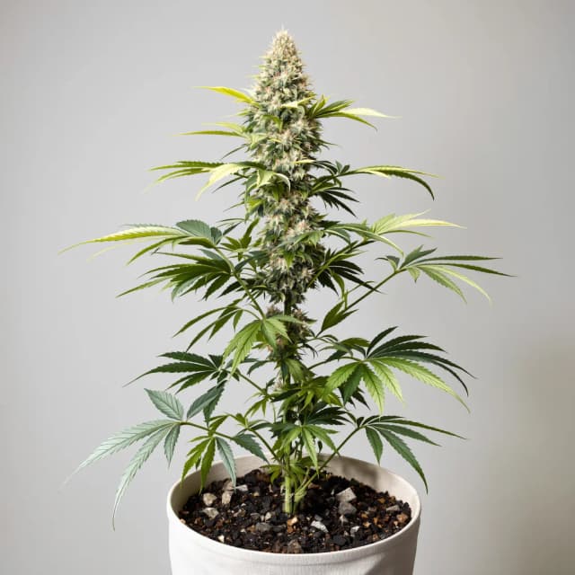 Emballage de graines de cannabis Blue Cookies — Royal King Seeds France