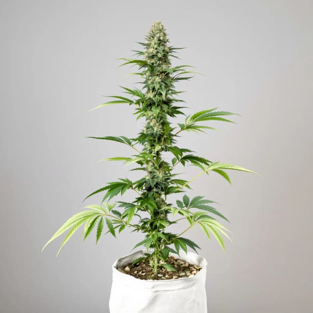 Emballage de graines de cannabis Blue Cookies — Royal King Seeds France