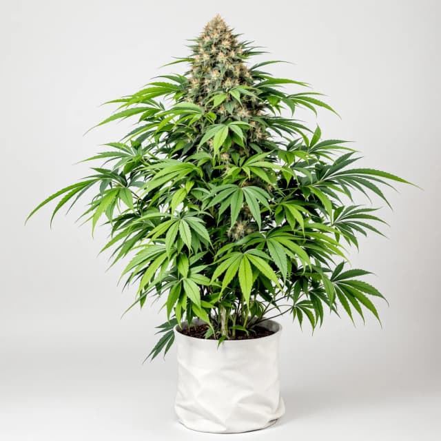 Emballage de graines de cannabis Blue Dynamite — Royal King Seeds France