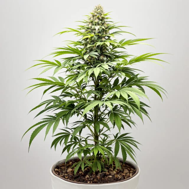 Emballage de graines de cannabis Blue Fruit — Royal King Seeds France