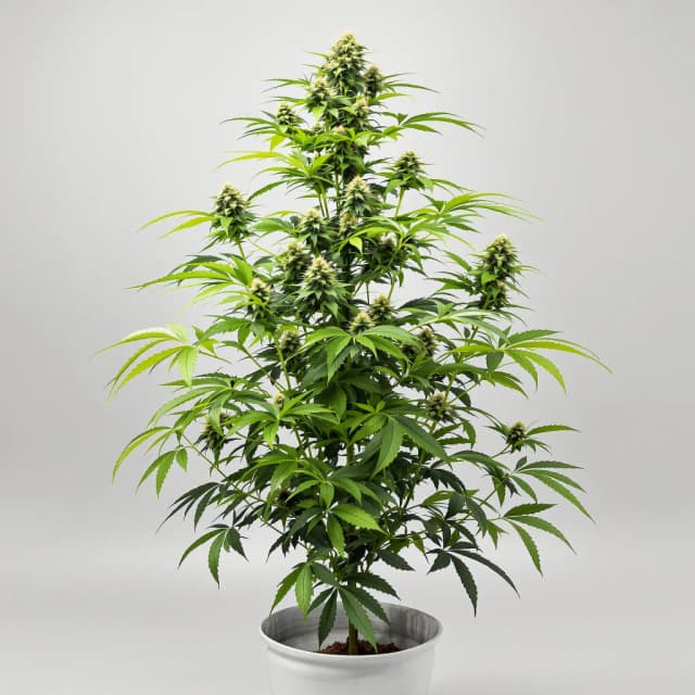 Emballage de graines de cannabis Blue Galaxy — Royal King Seeds France