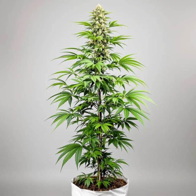 Emballage de graines de cannabis Blue Kiss — Royal King Seeds France