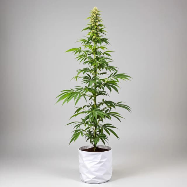 Emballage de graines de cannabis Blue Kiss — Royal King Seeds France